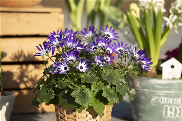 Senecio cruentus 'Senetti'