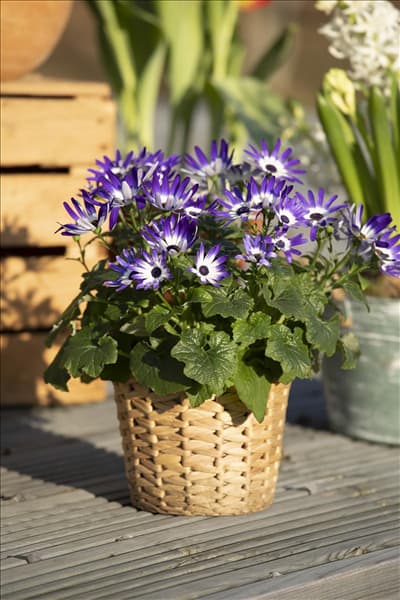 Senecio cruentus 'Senetti'