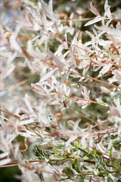 Salix integra 'Hakuro Nishiki'