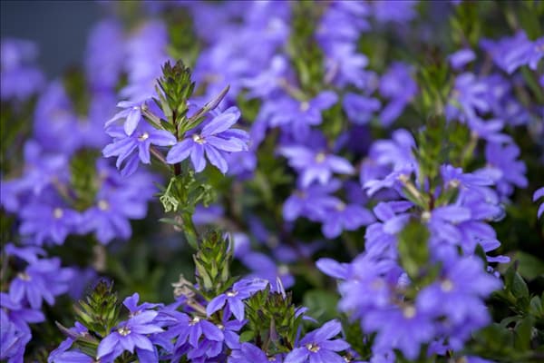 Scaevola saligna 'Saphira'(s)