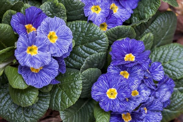 Primula vulgaris