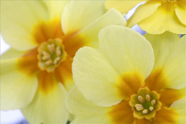 Primula vulgaris