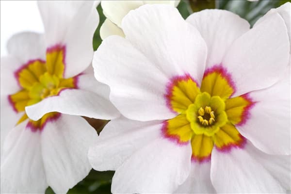 Primula vulgaris