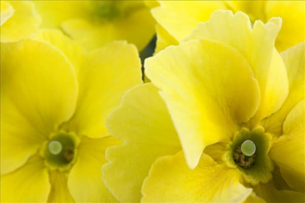 Primula vulgaris