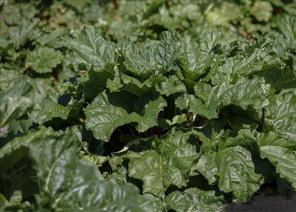 Rheum rhabarbarum