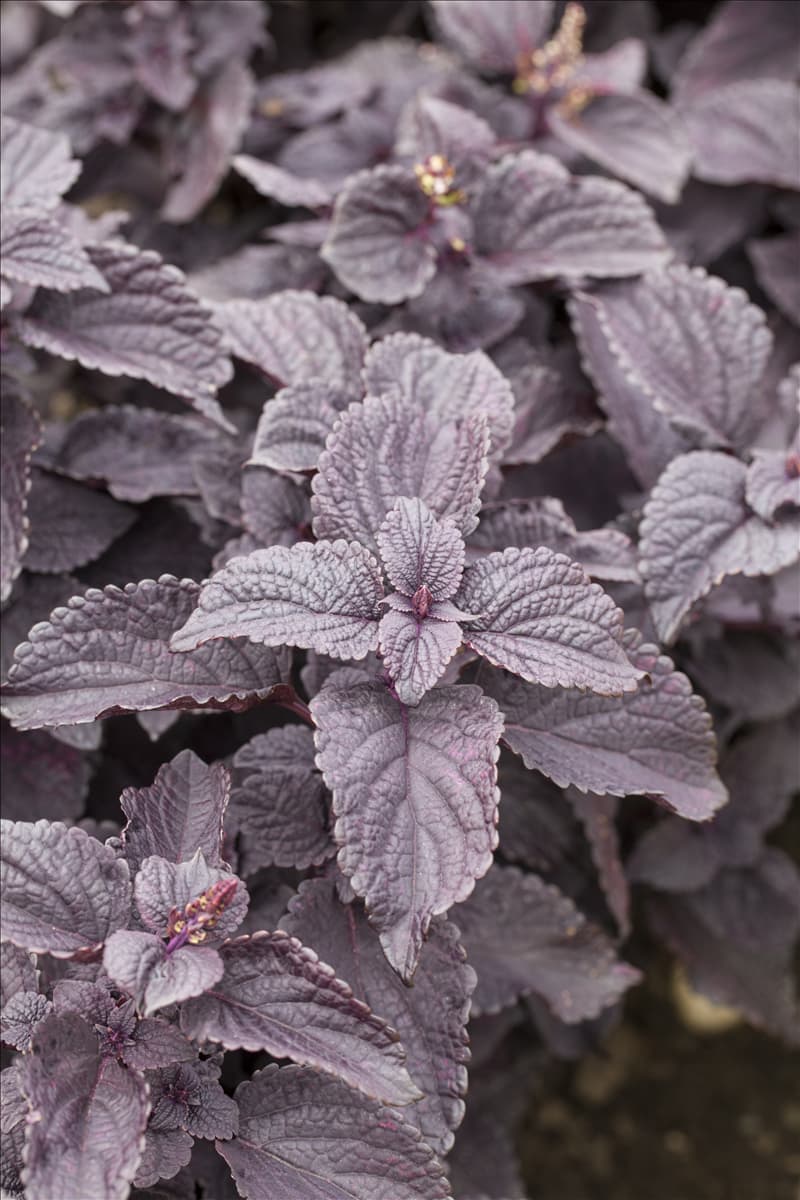 Solenostemon 'Black Prince'