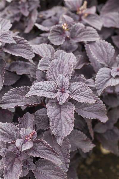 Solenostemon 'Black Prince'