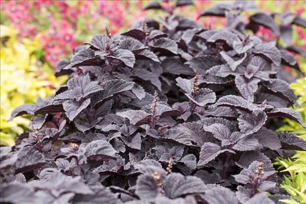 Solenostemon 'Black Prince'