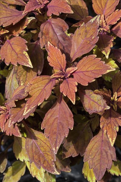 Solenostemon