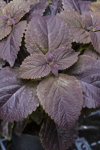 Solenostemon 'Black Prince'