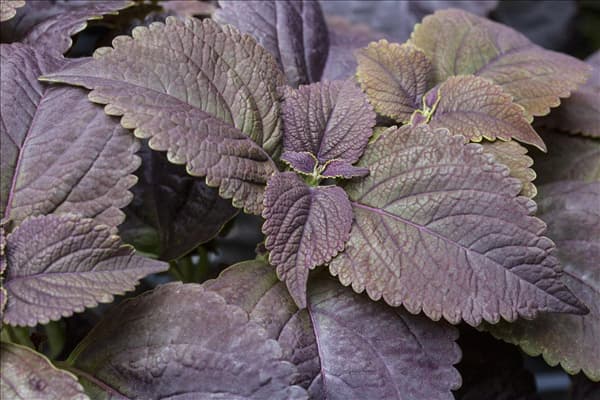 Solenostemon 'Black Prince'