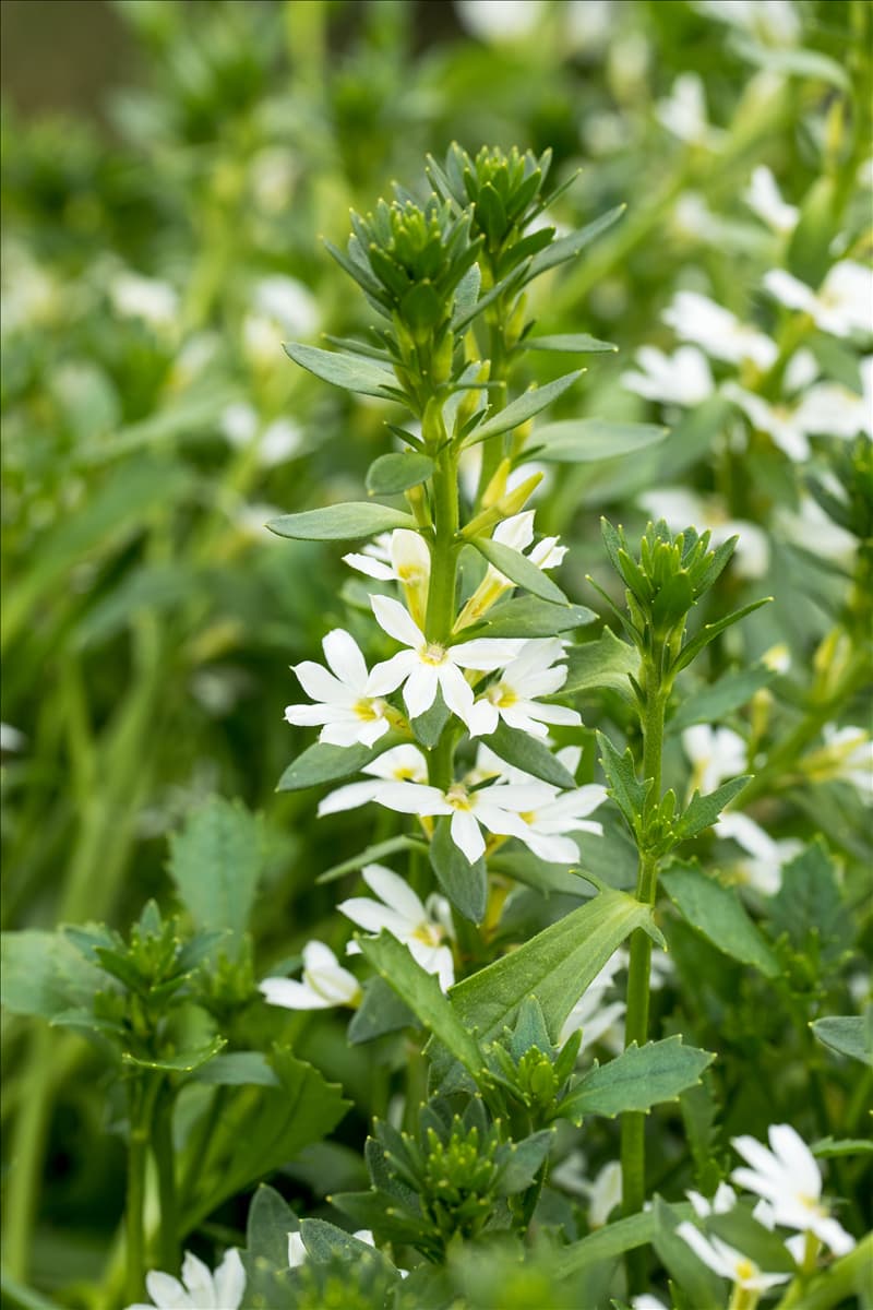 Scaevola saligna 'White Touch™'