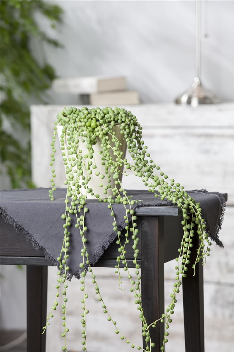 Senecio rowleyanus