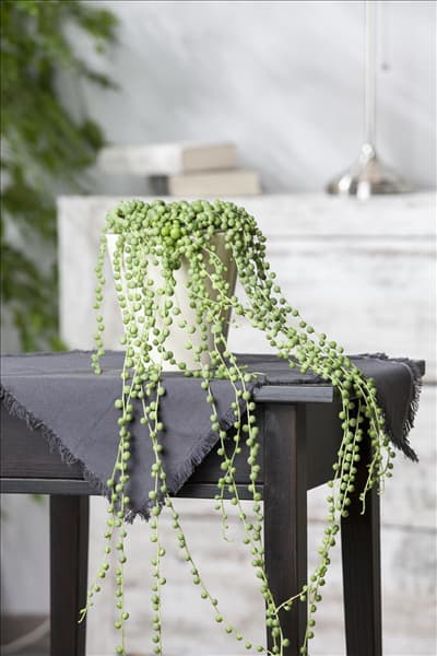Senecio rowleyanus