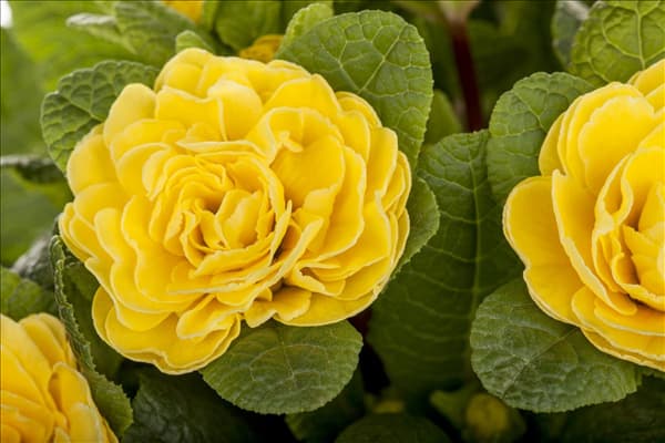 Primula vulgaris BELARINA