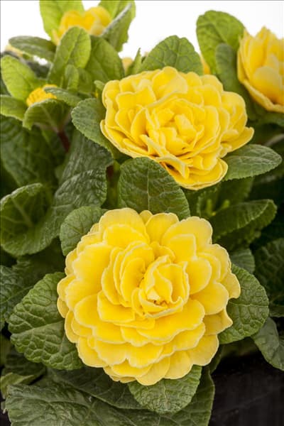 Primula vulgaris BELARINA