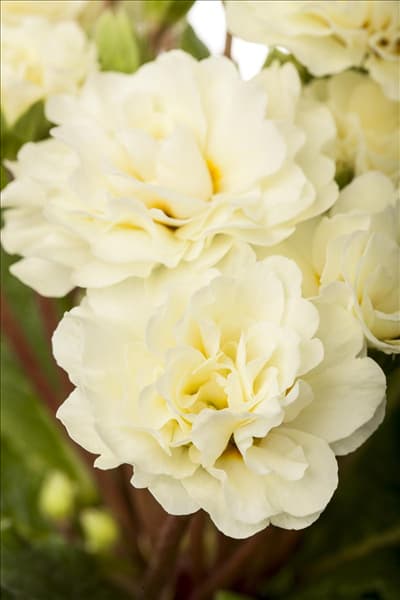 Primula vulgaris BELARINA 'Vanilla'