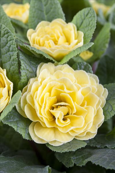 Primula vulgaris BELARINA
