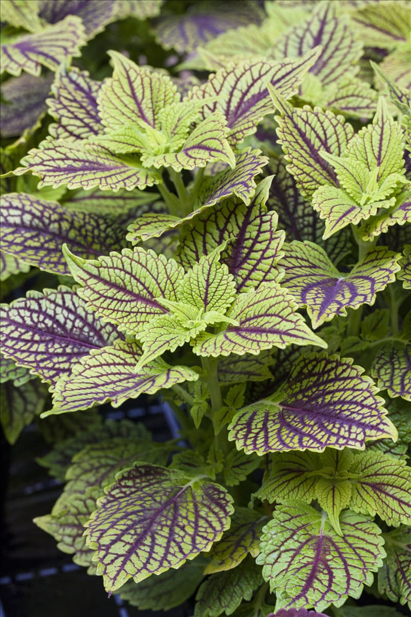 Solenostemon 'Golden Dreams'