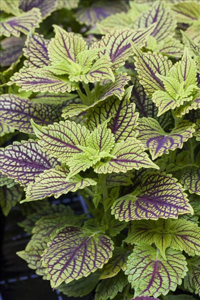 Solenostemon 'Golden Dreams'
