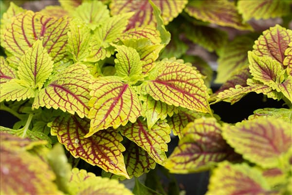 Solenostemon 'Golden Dreams'