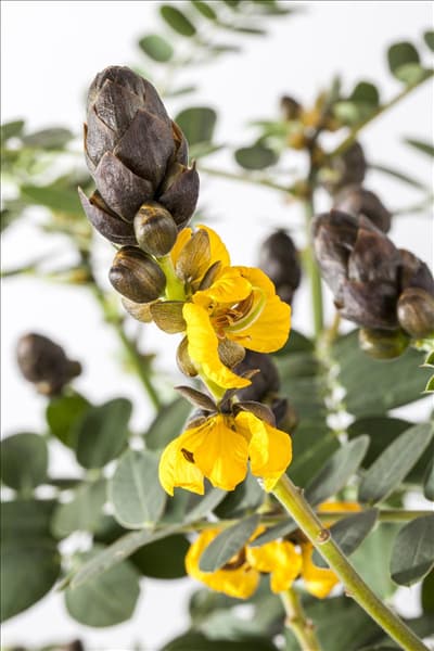 Senna didymobotrya