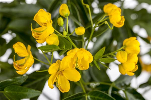 Senna didymobotrya