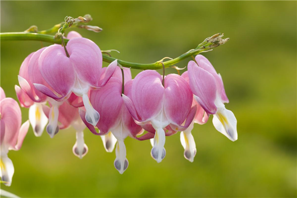 Dicentra spectabilis