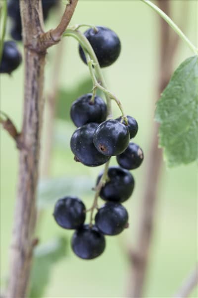 Ribes nigrum