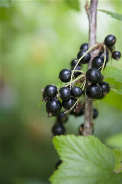 Ribes nigrum