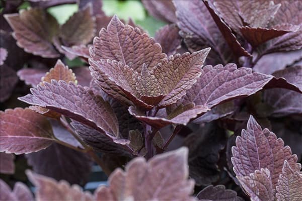 Solenostemon 'Velvet Lace'