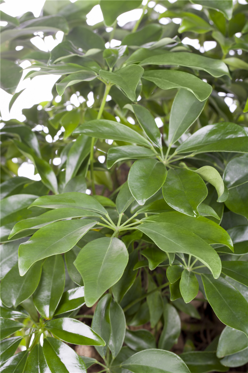 Schefflera arboricola
