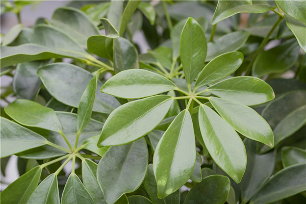 Schefflera arboricola