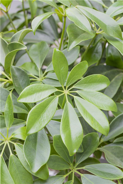 Schefflera arboricola