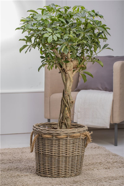 Schefflera arboricola