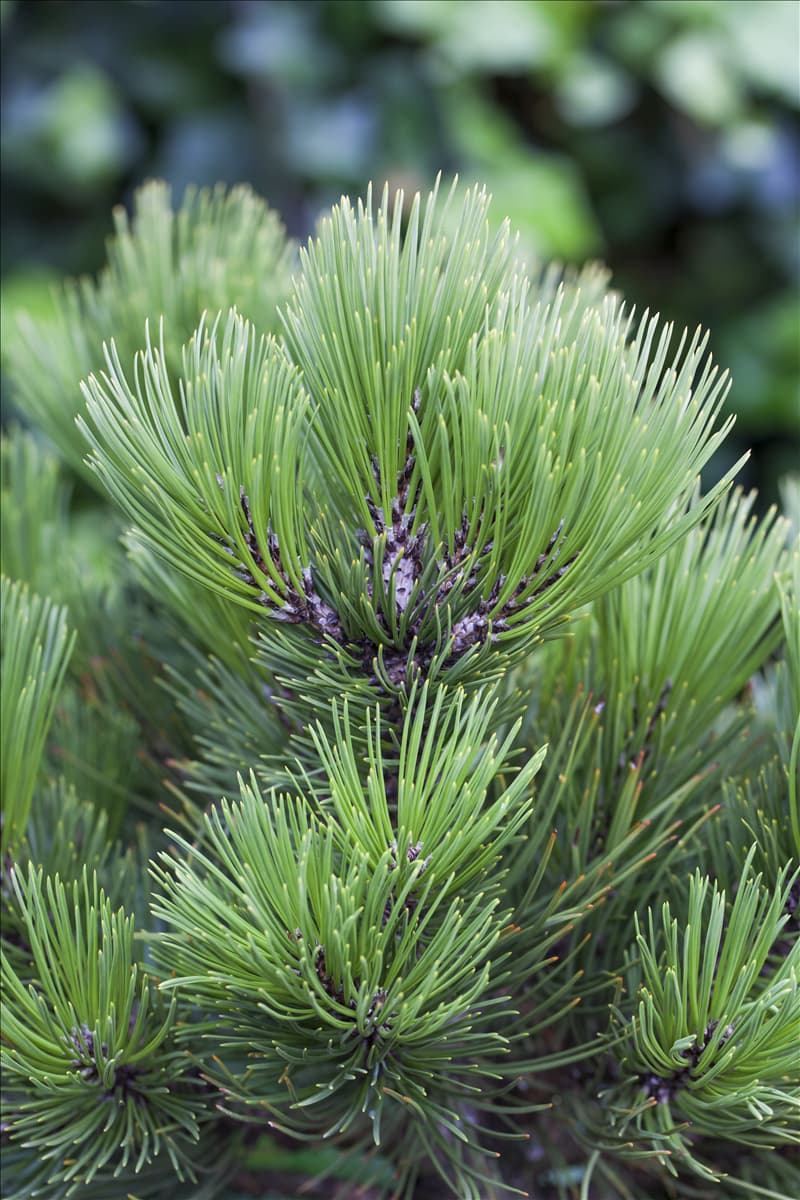 Pinus heldreichii 'Compact Gem'