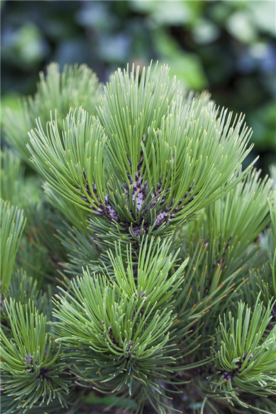 Pinus heldreichii 'Den Ouden'
