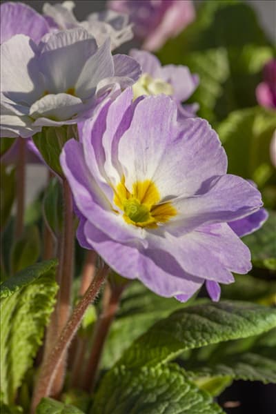 Primula vulgaris 'Milkshake'