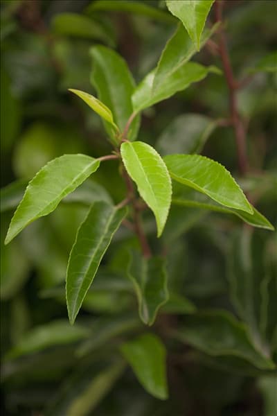 Prunus lusitanica