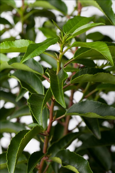 Prunus lusitanica