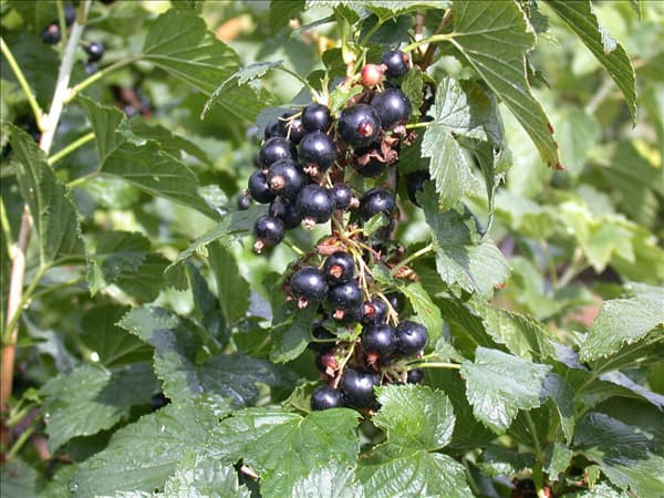 Ribes nigrum 'Ben Alder'(s)