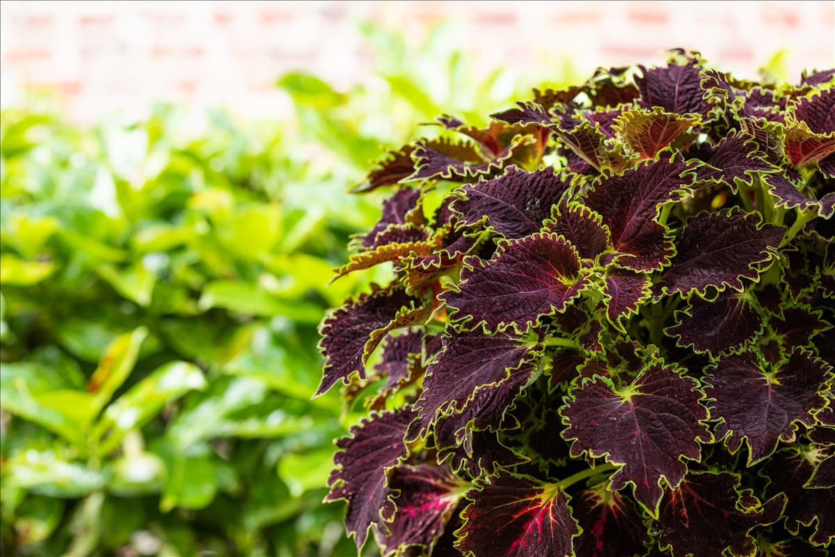 Solenostemon 'Wicked Witch'