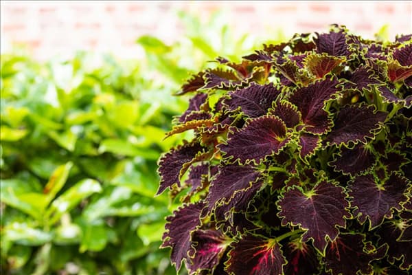 Solenostemon 'Wicked Witch'