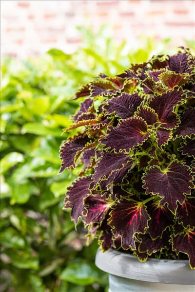Solenostemon 'Wicked Witch'