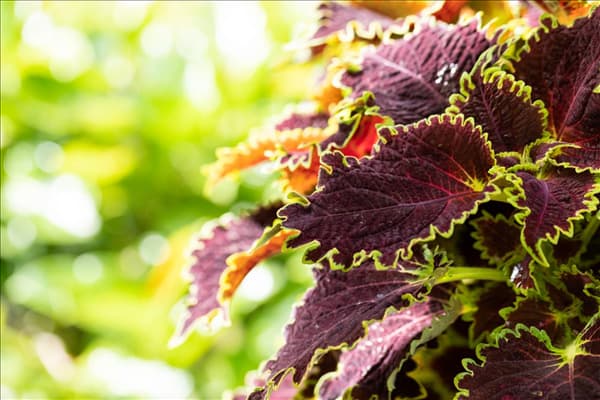 Solenostemon 'Wicked Witch'