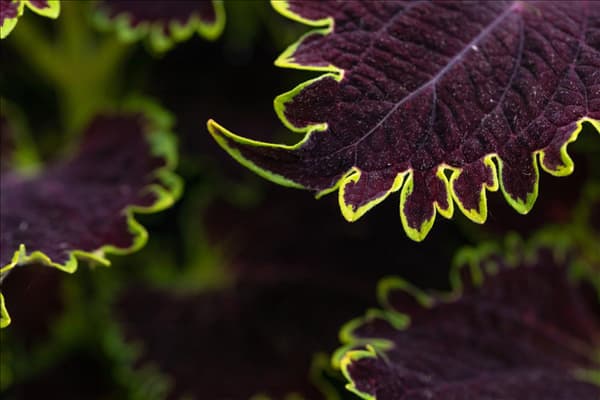 Solenostemon 'Wicked Witch'