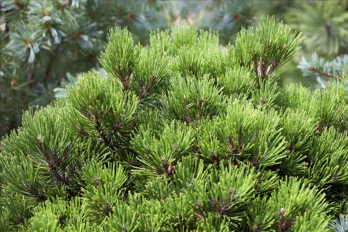 Pinus heldreichii 'Schmidtii'