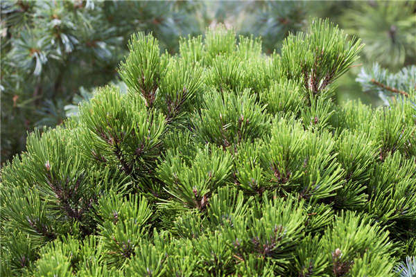 Pinus heldreichii 'Schmidtii'