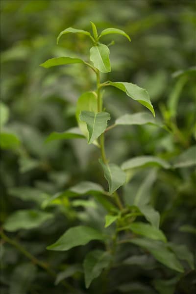 Prunus lusitanica 'Angustifolia'
