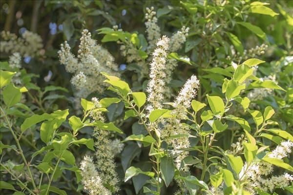 Prunus lusitanica 'Angustifolia'